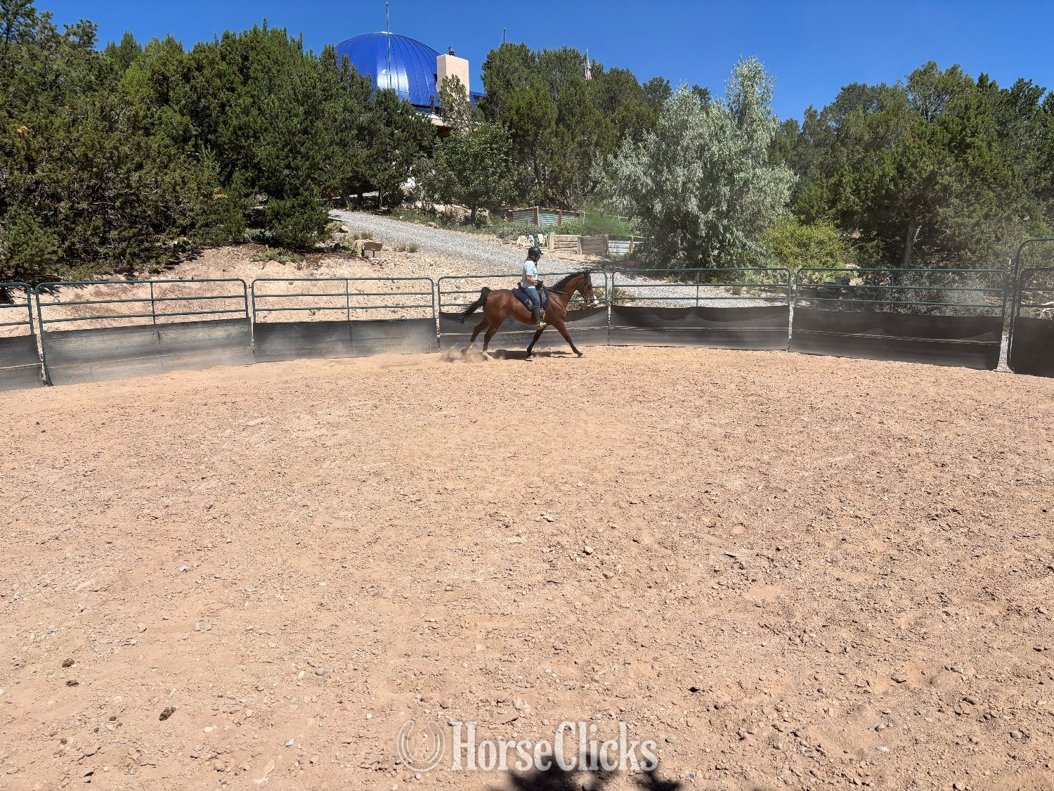 "MNS Parabellum" Bay Gelding Arabian in New Mexico