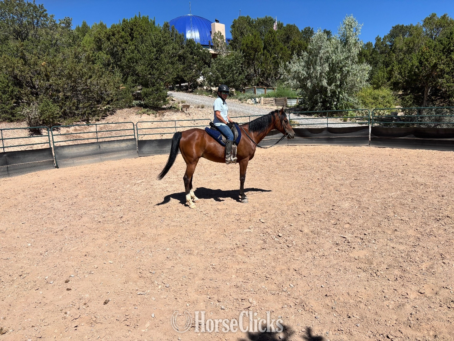 "MNS Parabellum" Bay Gelding Arabian
