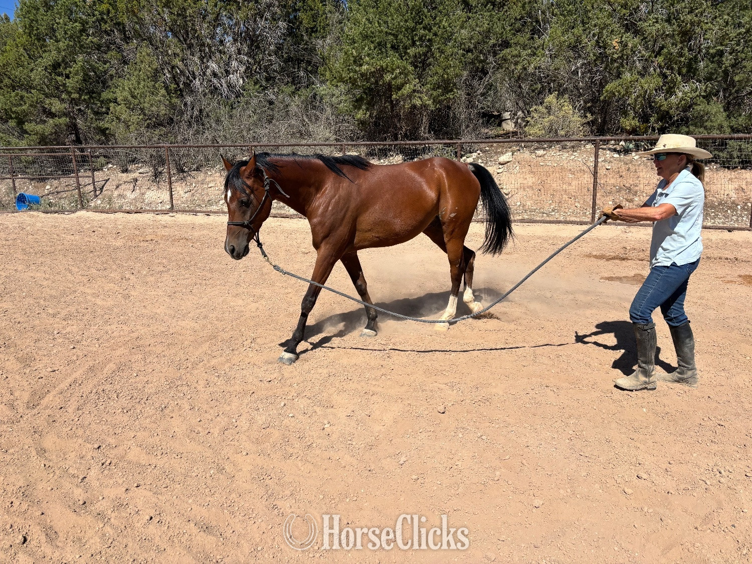New Mexico "MNS Parabellum" Bay Gelding Arabian