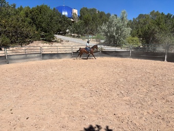 "MNS Parabellum" Bay Gelding Arabian
