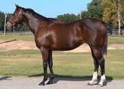 "Stay Composed" Bay Mare Thoroughbred