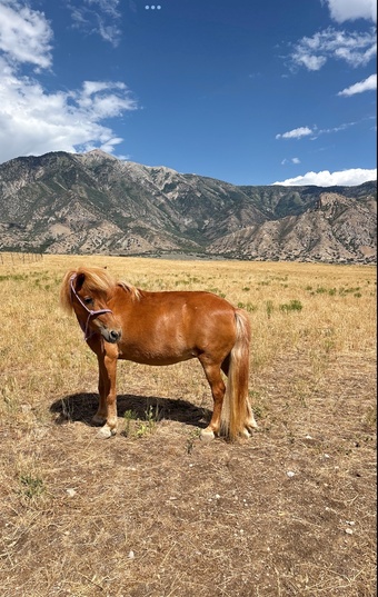 "Sugar Foot " Mare Pony