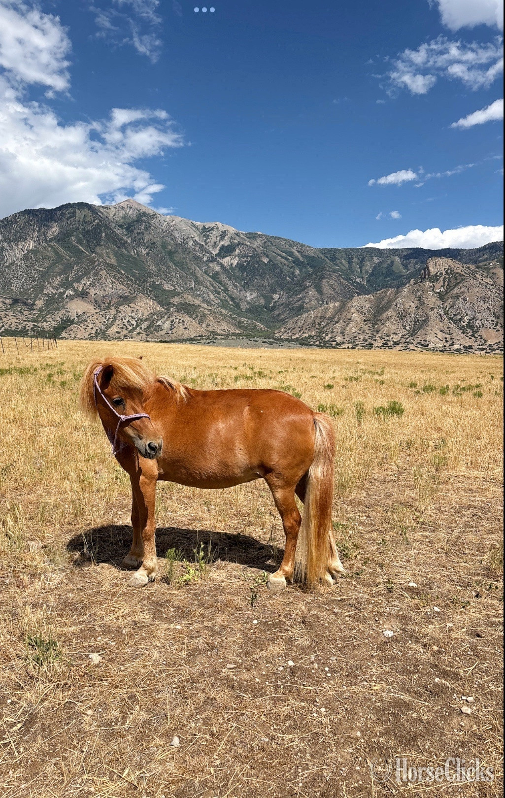 "Sugar Foot "  Mare Pony in Utah