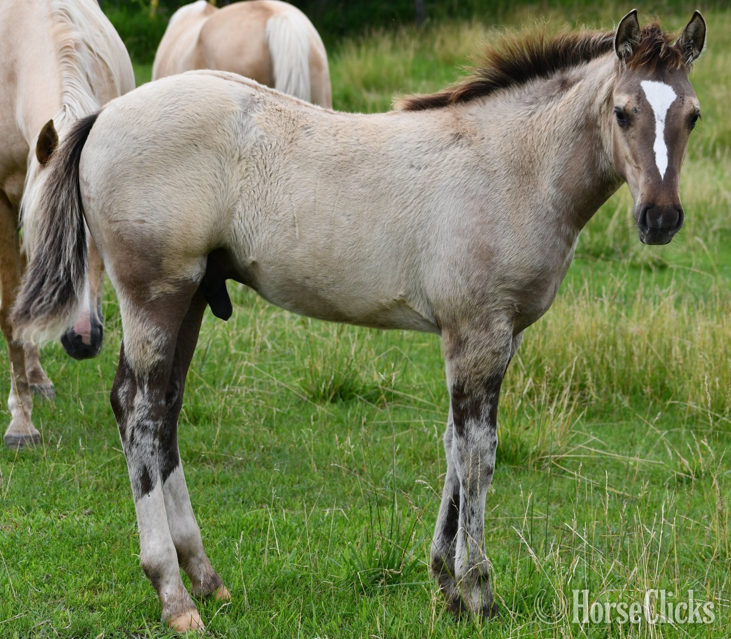"The Rock" Grullo Colt Quarter Horse
