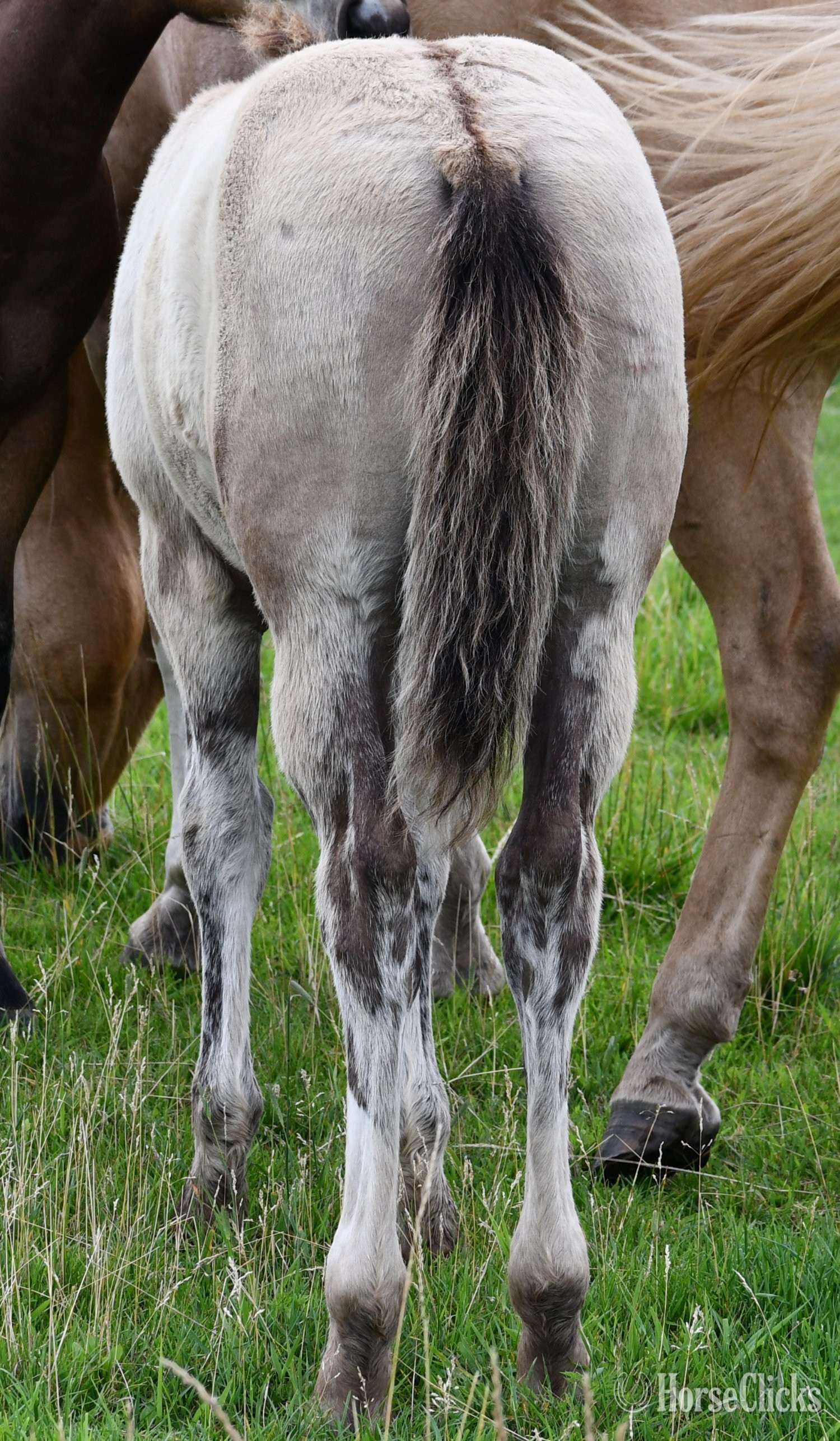 Missouri "The Rock" Grullo Colt Quarter Horse