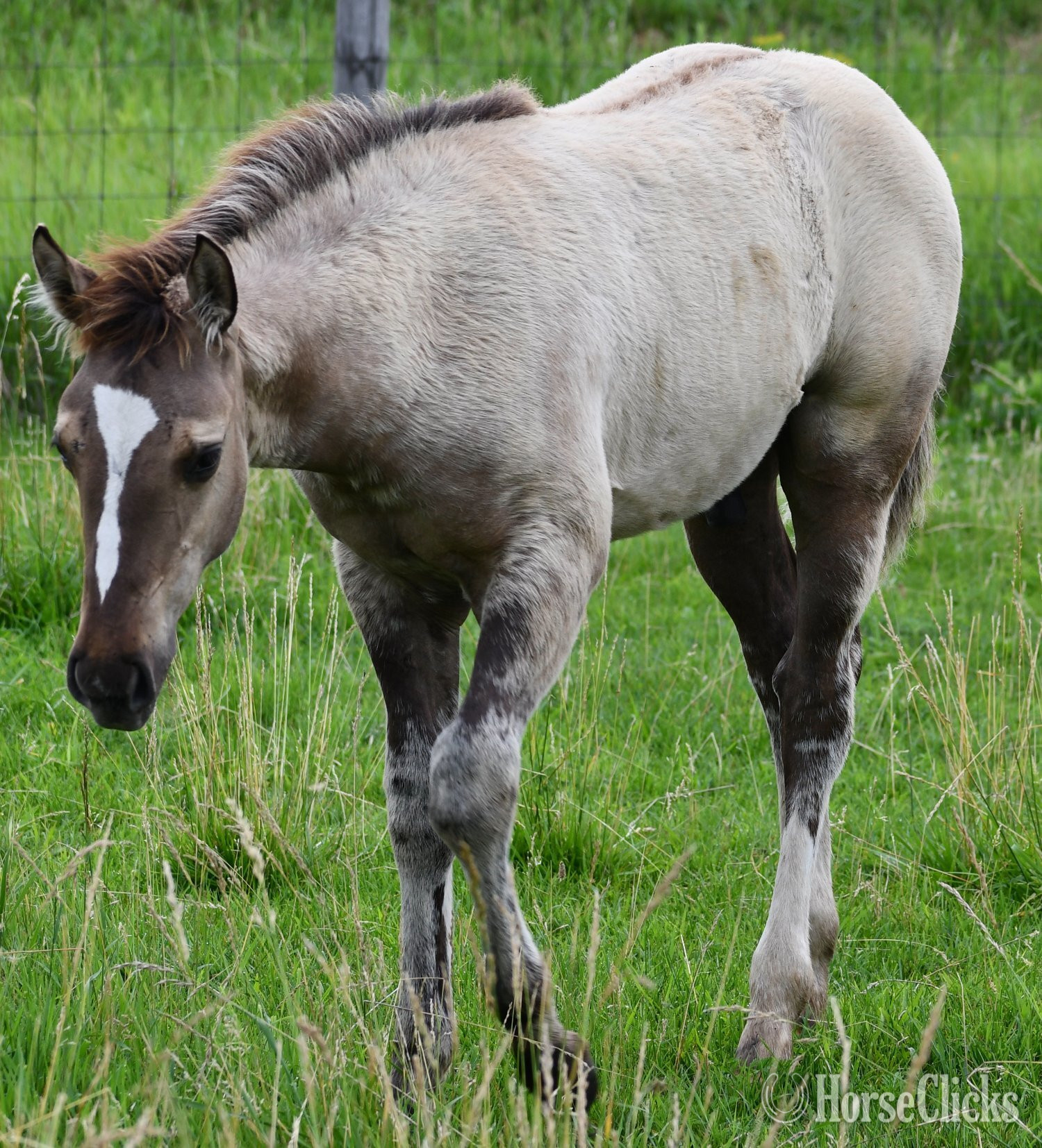 "The Rock" Grullo Colt Quarter Horse - Quarter Horse in Missouri