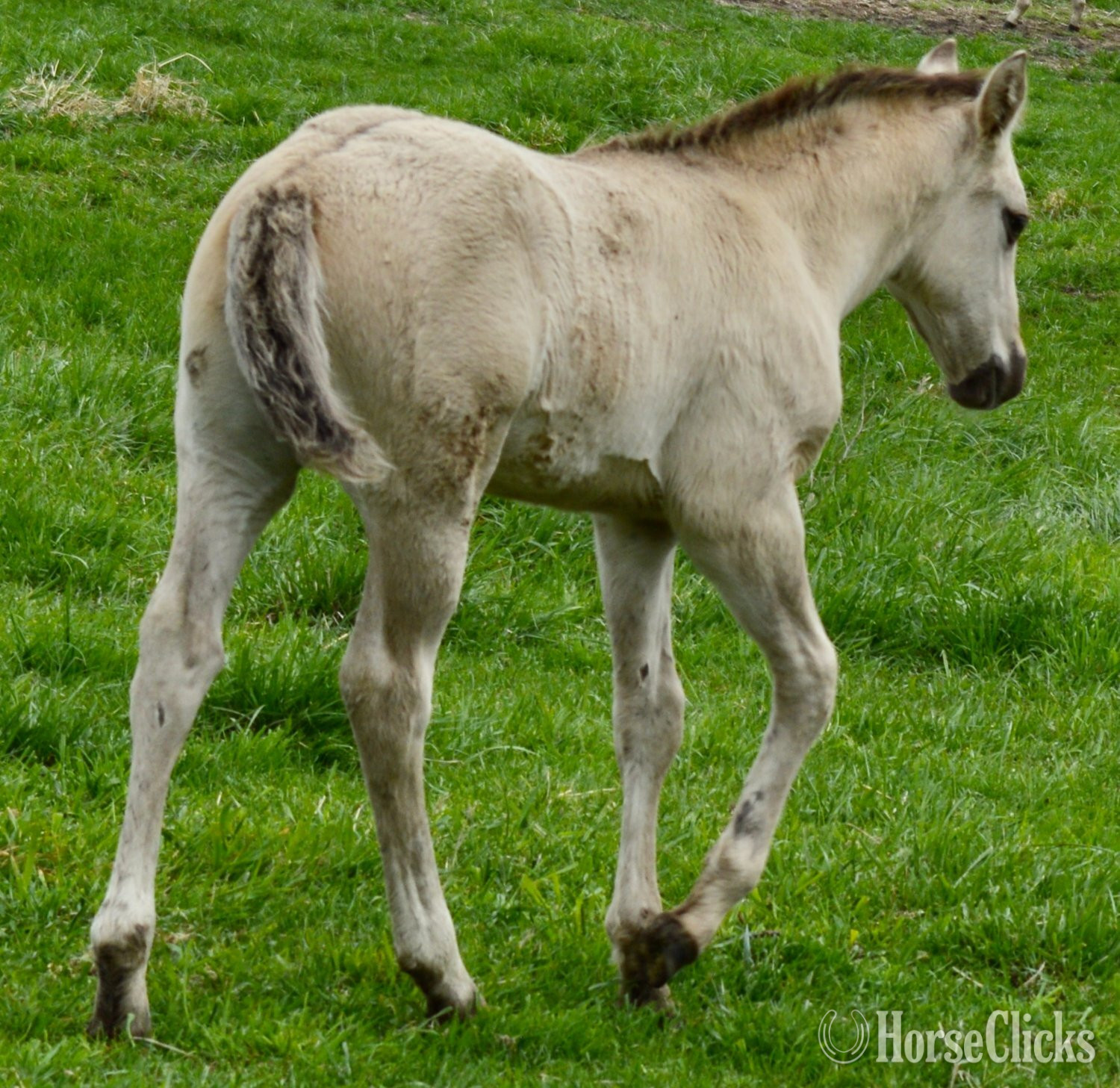 "The Rock" Grullo Colt Quarter Horse - Quarter Horse