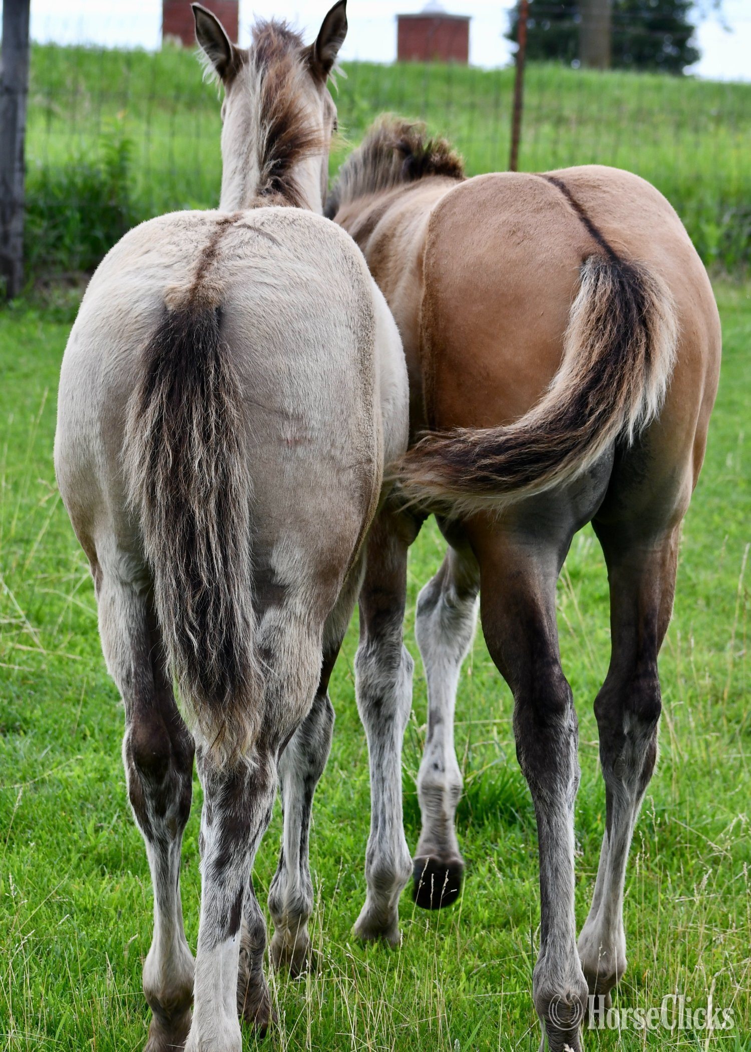 "The Rock" Grullo Colt Quarter Horse - Quarter Horse
