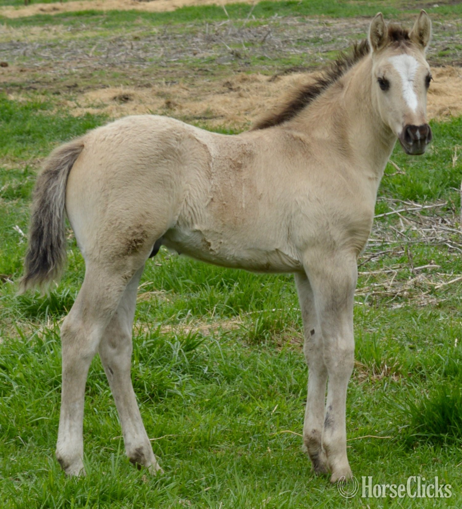 "The Rock" Grullo Colt Quarter Horse Missouri