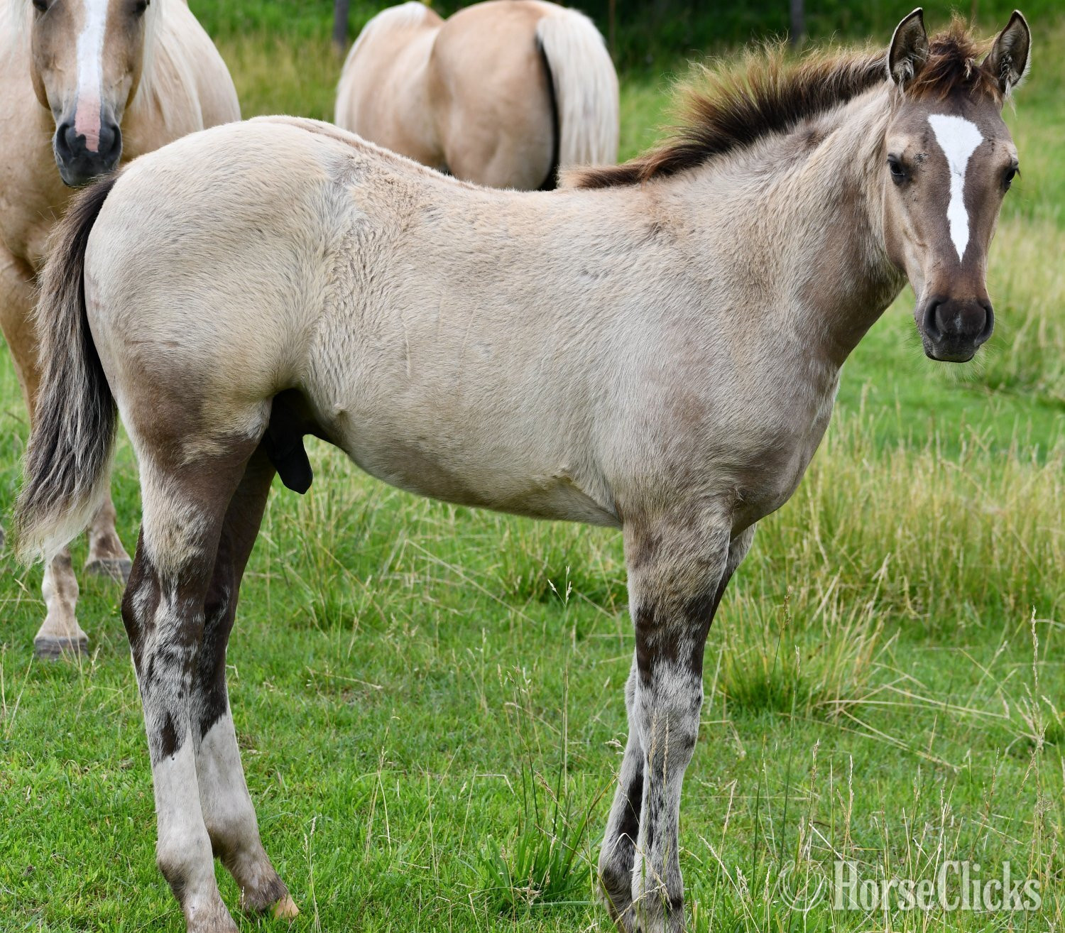 Quarter Horse - "The Rock" Grullo Colt Quarter Horse in Missouri