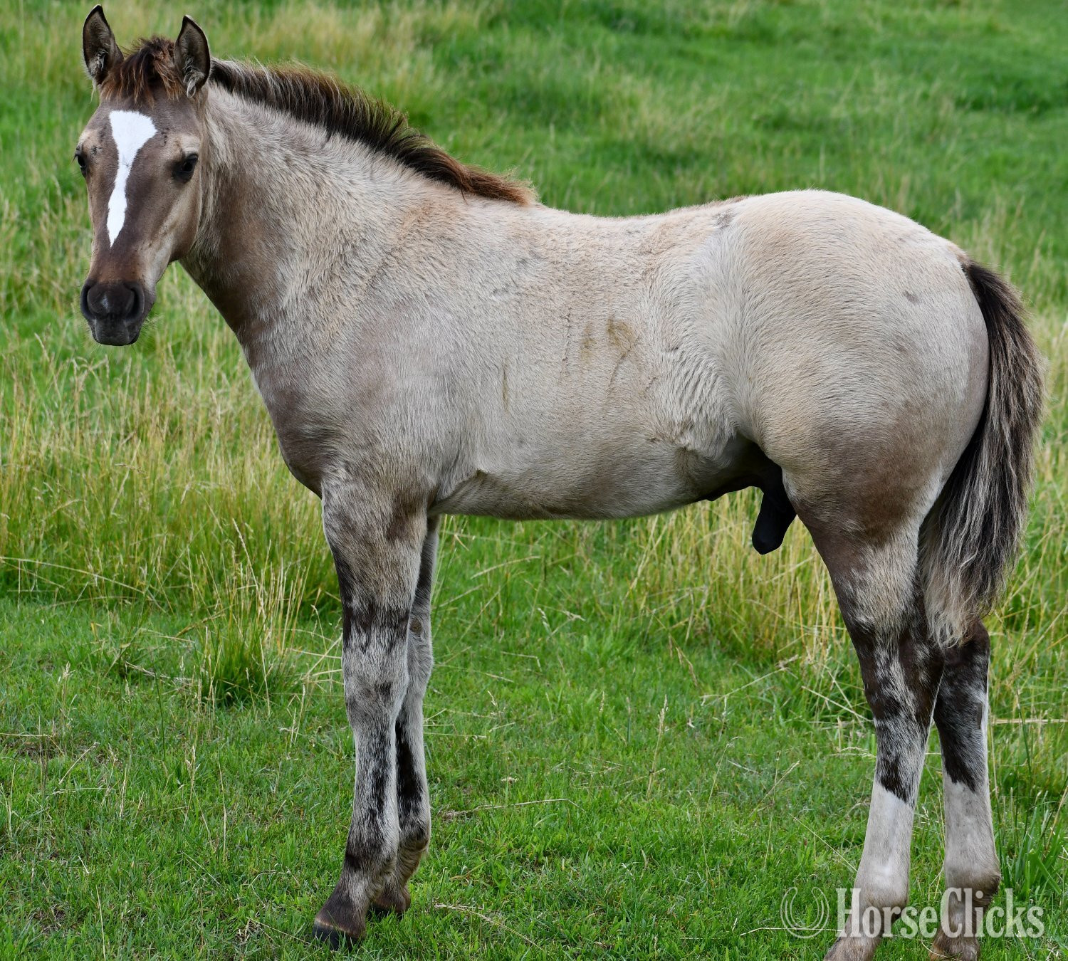 Quarter Horse - "The Rock" Grullo Colt Quarter Horse