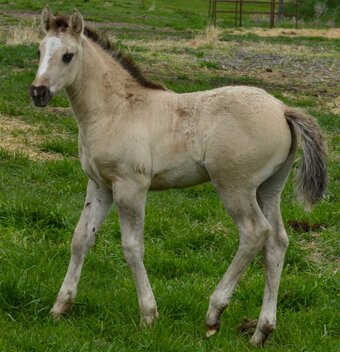 "The Rock" Grullo Colt Quarter Horse