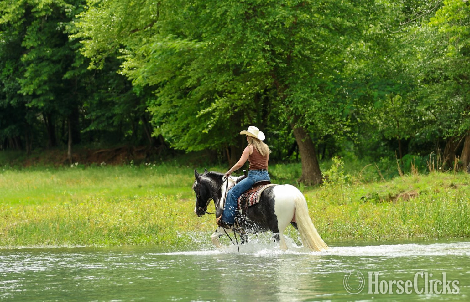 "Lightning" Piebald Gelding Gypsy Vanner - Gypsy Vanner