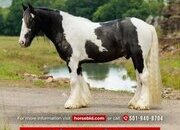 "Lightning" Piebald Gelding Gypsy Vanner