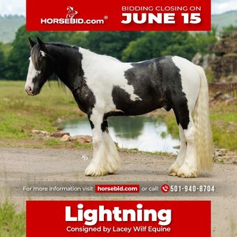 "Lightning" Piebald Gelding Gypsy Vanner