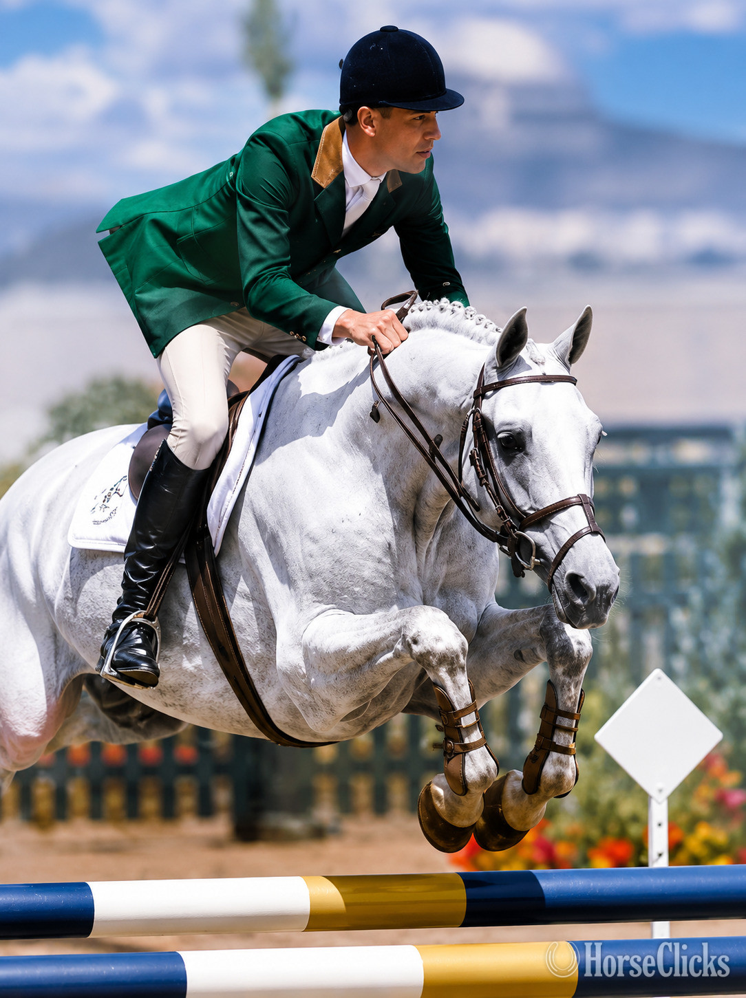 "PRESTIGE" Grey Gelding Holsteiner in North Dakota