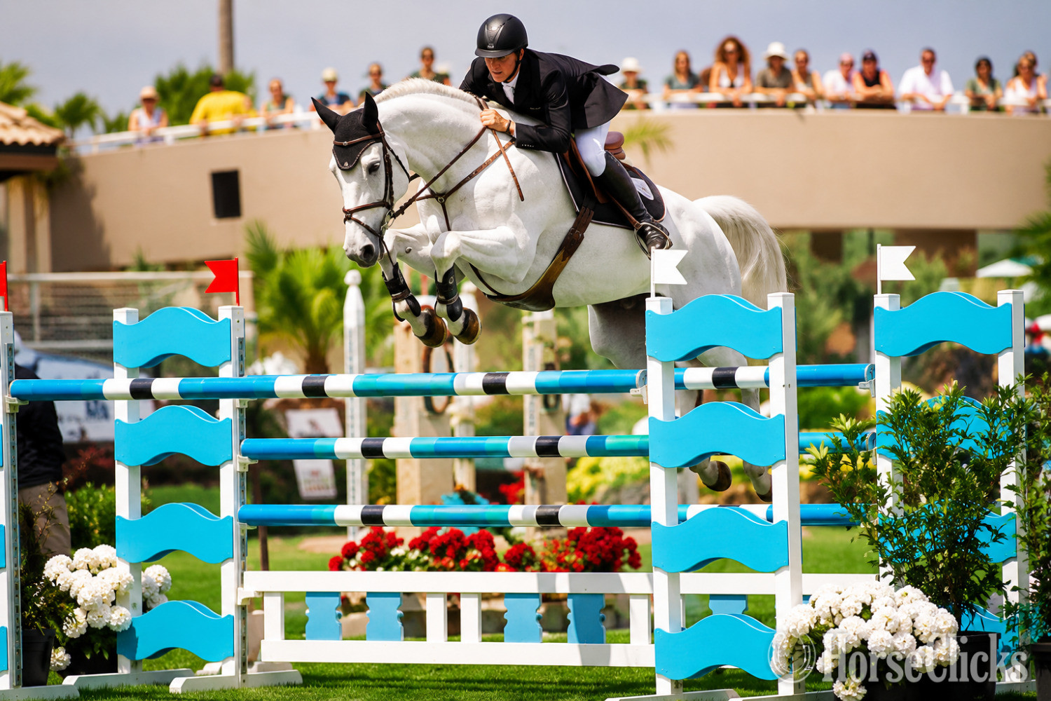 "PRESTIGE" Grey Gelding Holsteiner