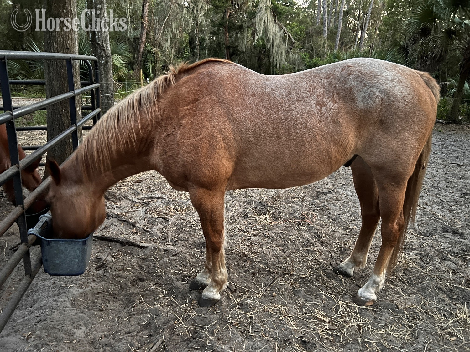 "Two ID" Dun Gelding Quarter Horse in Florida