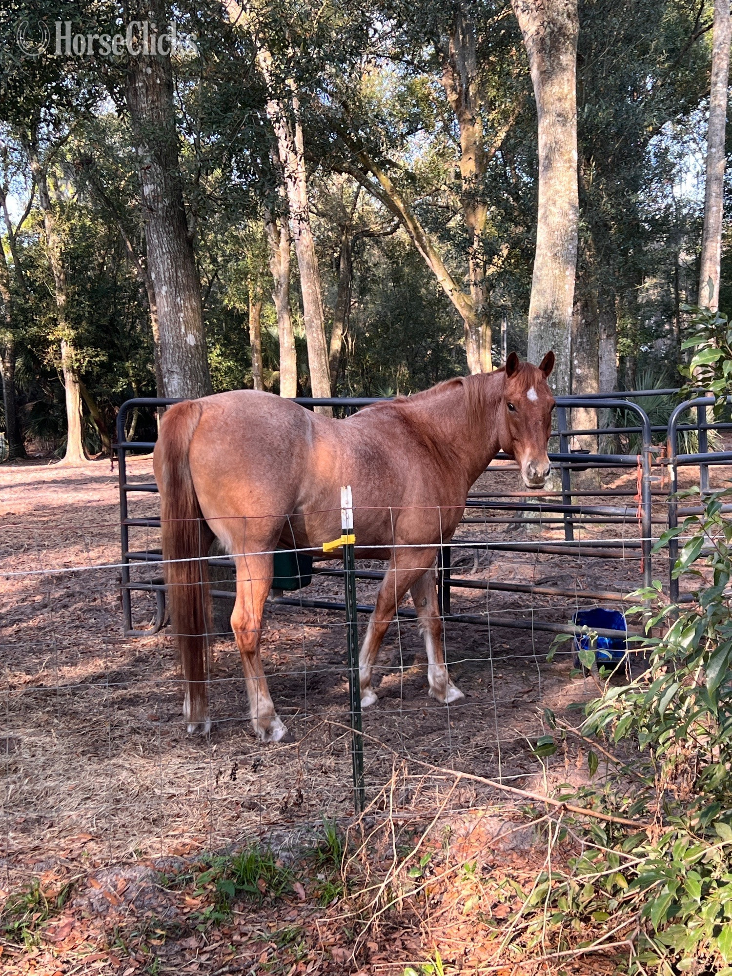 "Two ID" Dun Gelding Quarter Horse