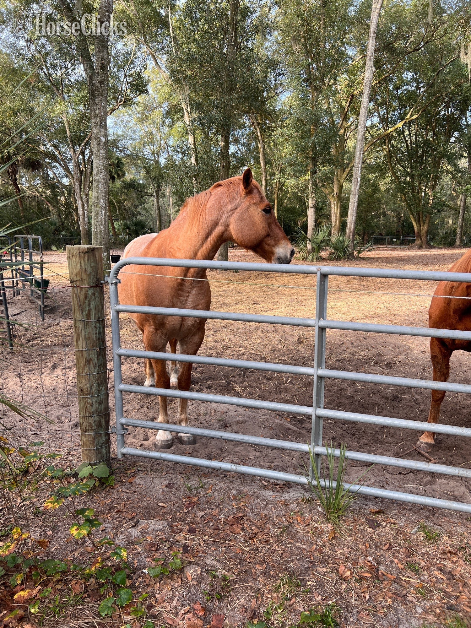 Florida "Two ID" Dun Gelding Quarter Horse