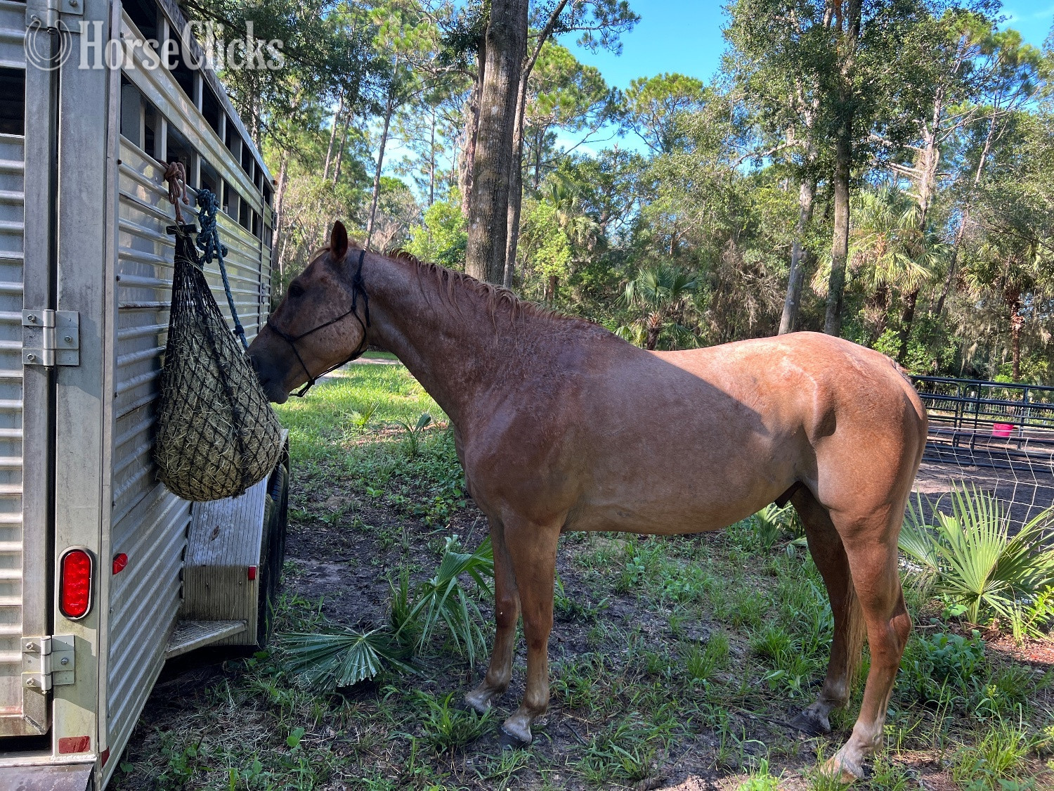 "Two ID" Dun Gelding Quarter Horse - Quarter Horse in Florida