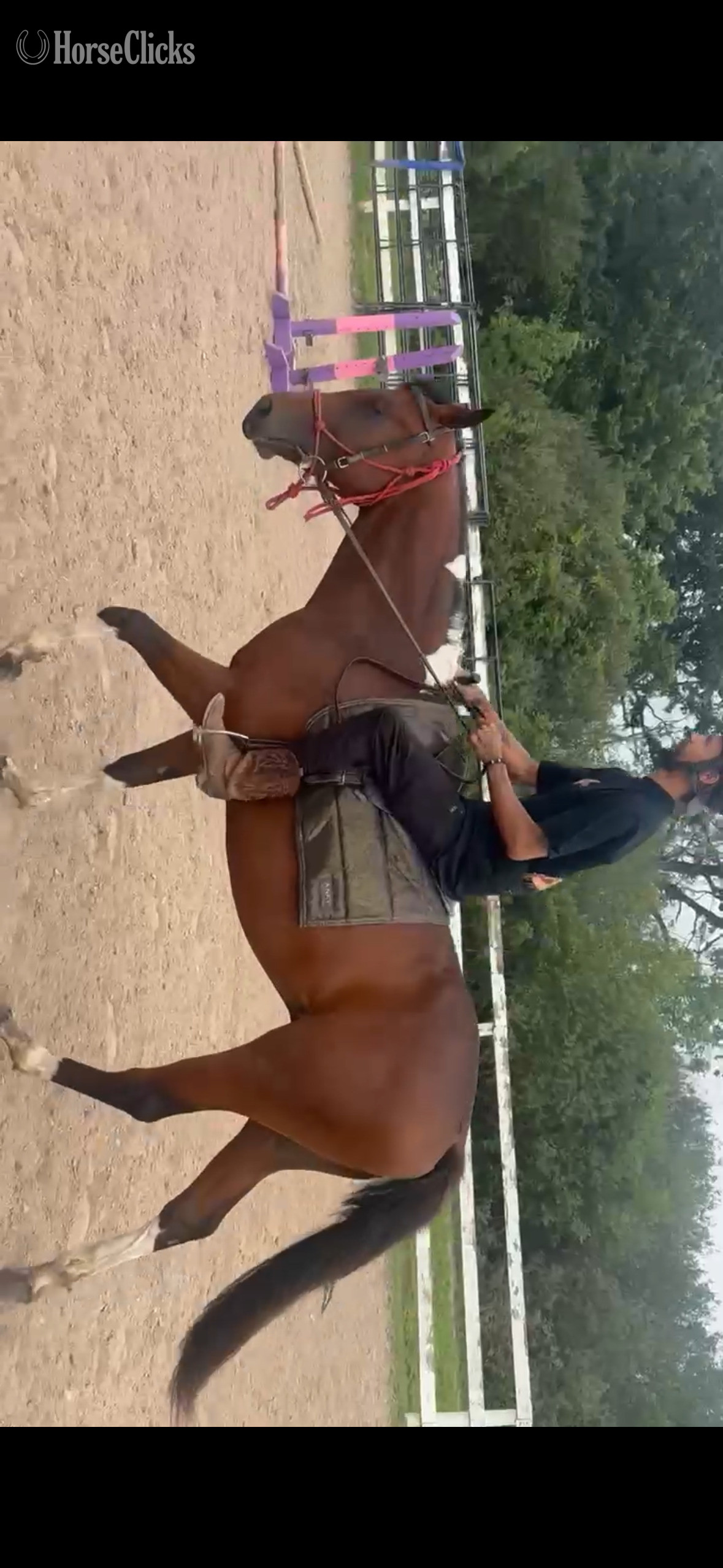  "Boots" Tabiano Colt Paint