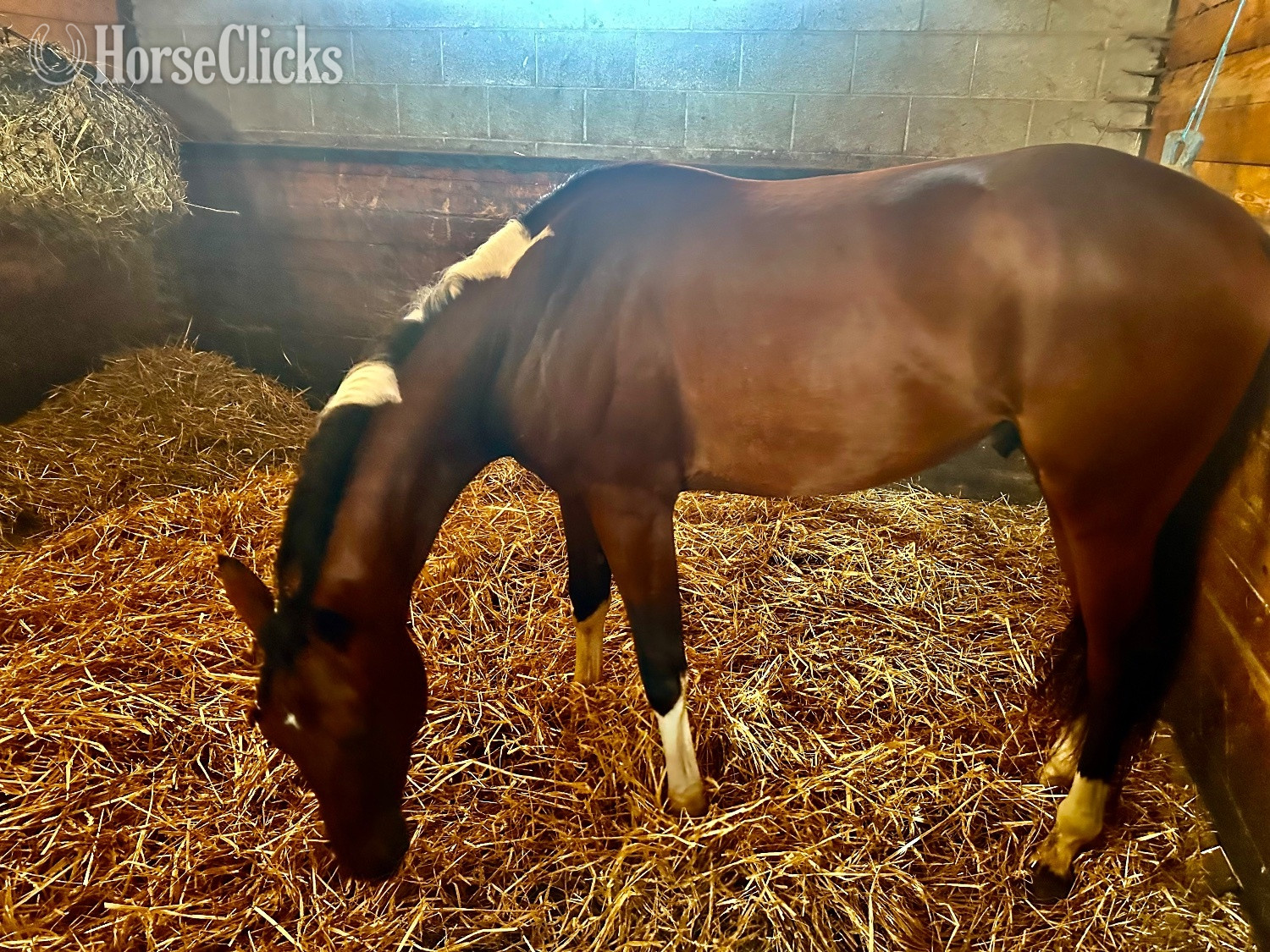 Paint - "Boots" Tabiano Colt Paint in 