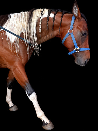 "Boots" Tabiano Colt Paint
