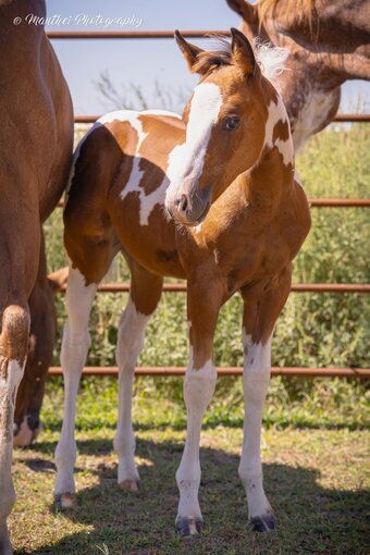 "No Business Flirtin "Kona"" Bay Filly Paint