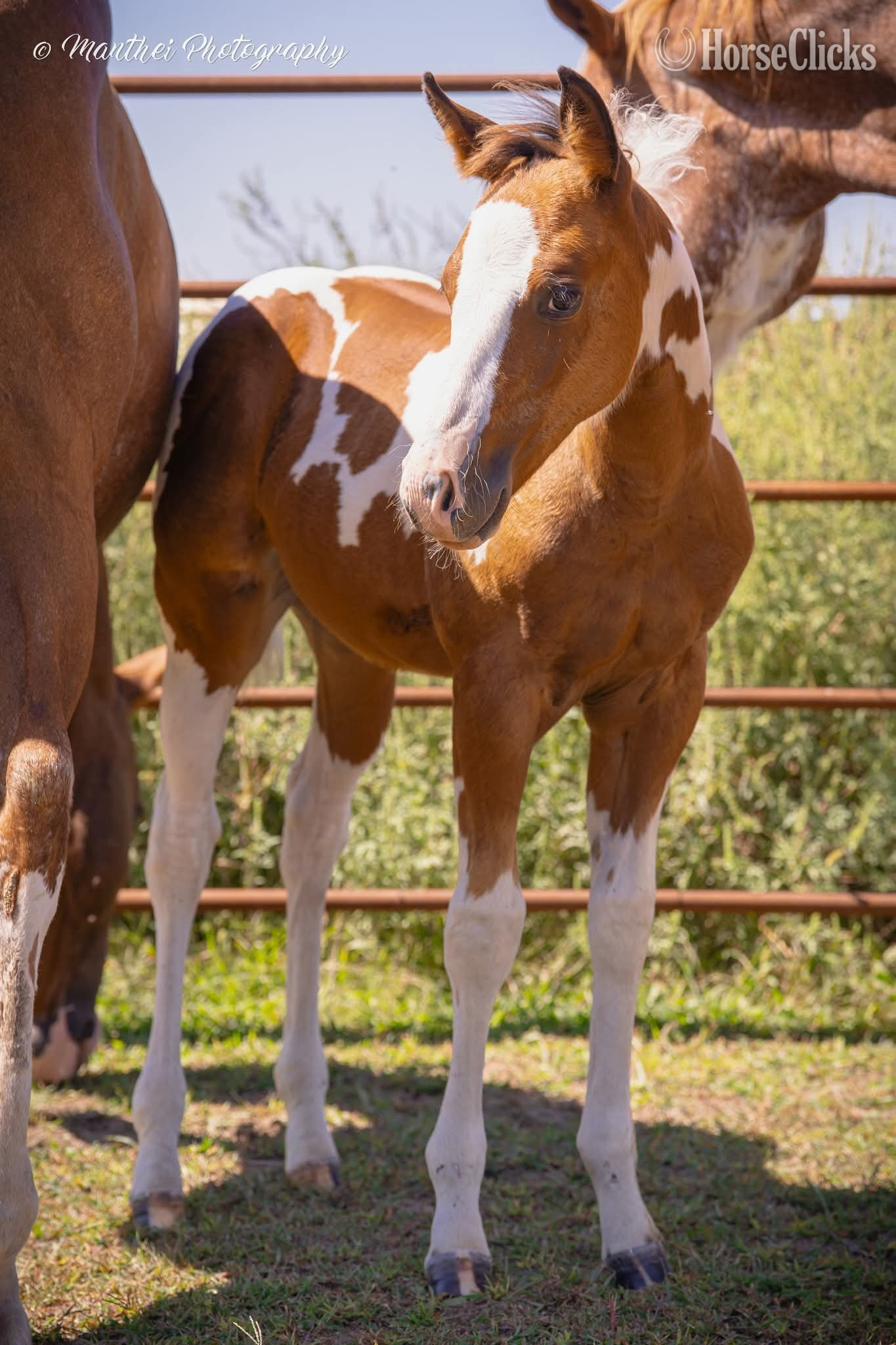 "No Business Flirtin "Kona"" Bay Filly Paint in Iowa