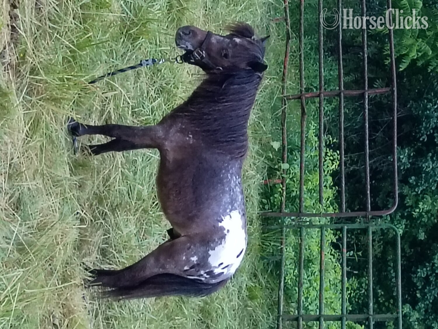 "Jack " Tri-Color Stallion Other Breed in Pennsylvania