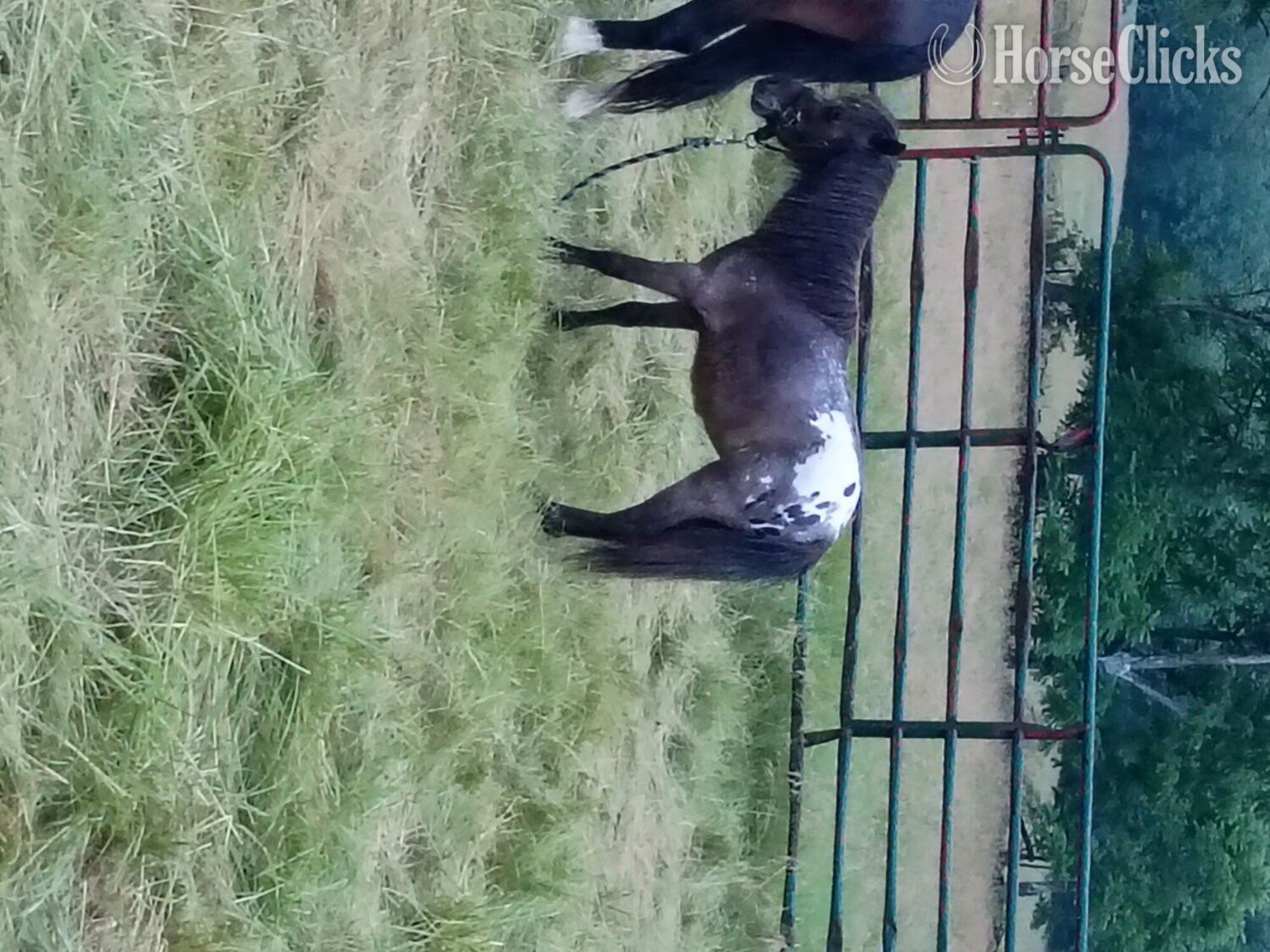"Jack " Tri-Color Stallion Other Breed