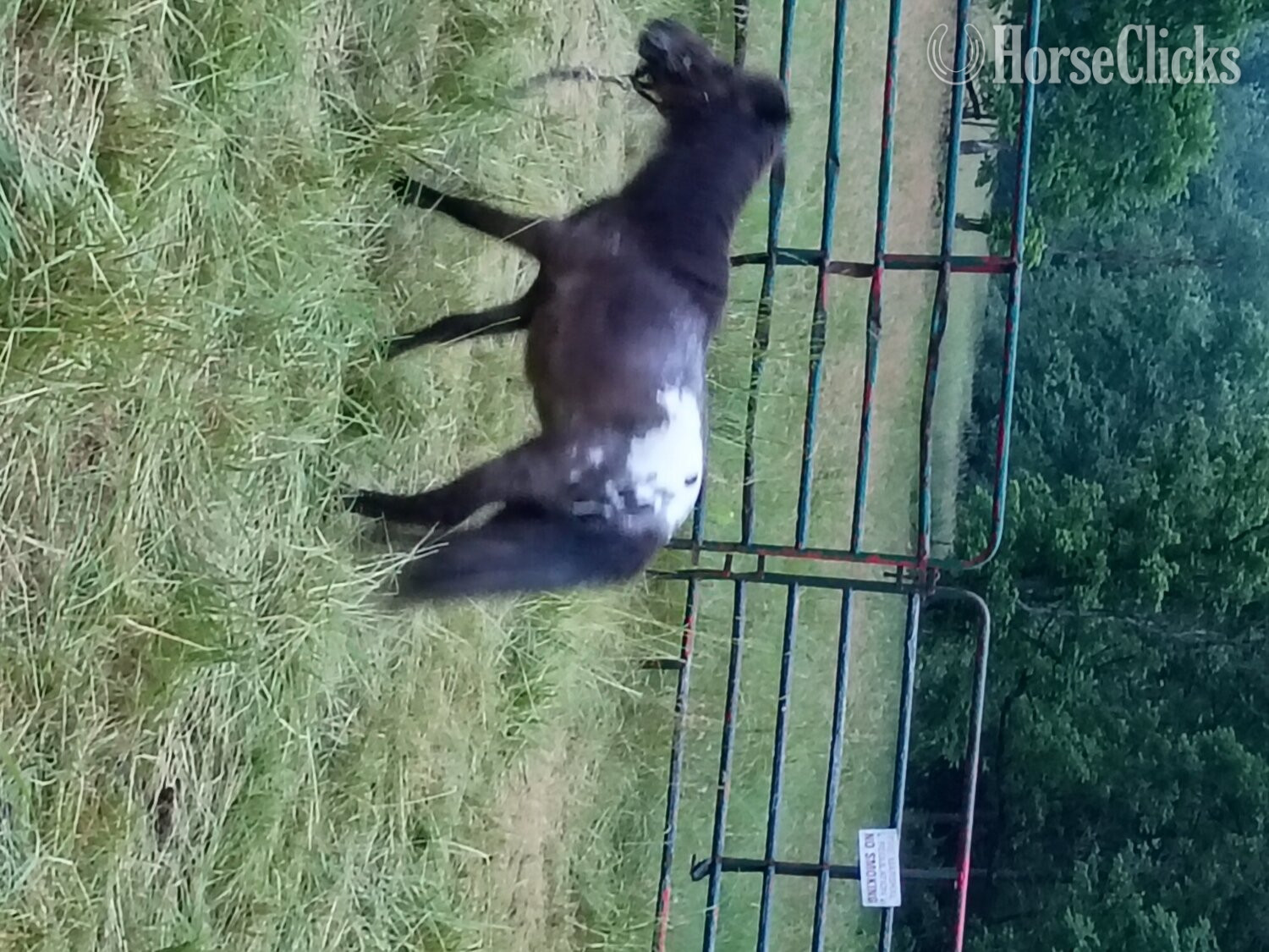 Pennsylvania "Jack " Tri-Color Stallion Other Breed
