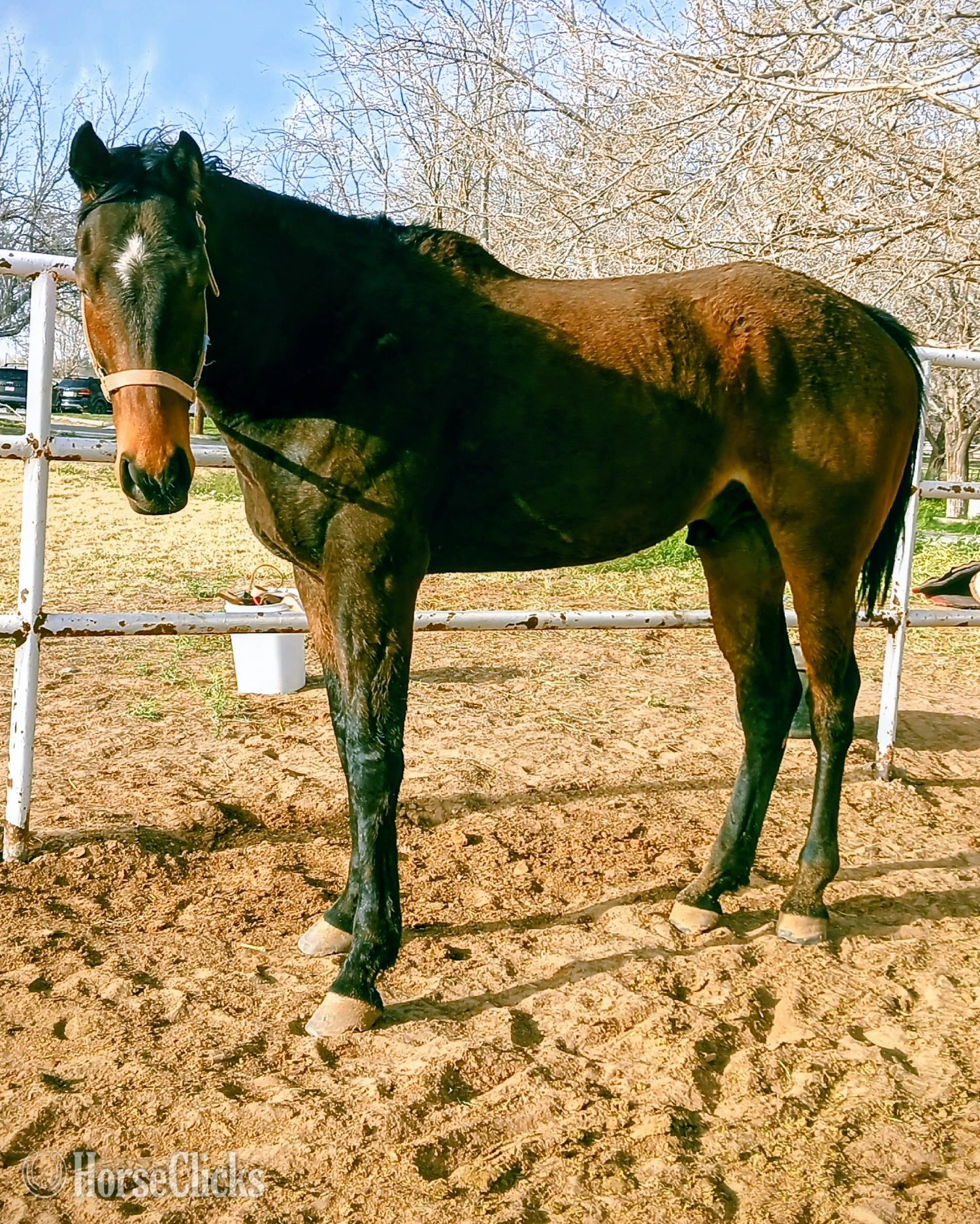 "Awesome Maui guy" Bay Gelding Thoroughbred in New Mexico