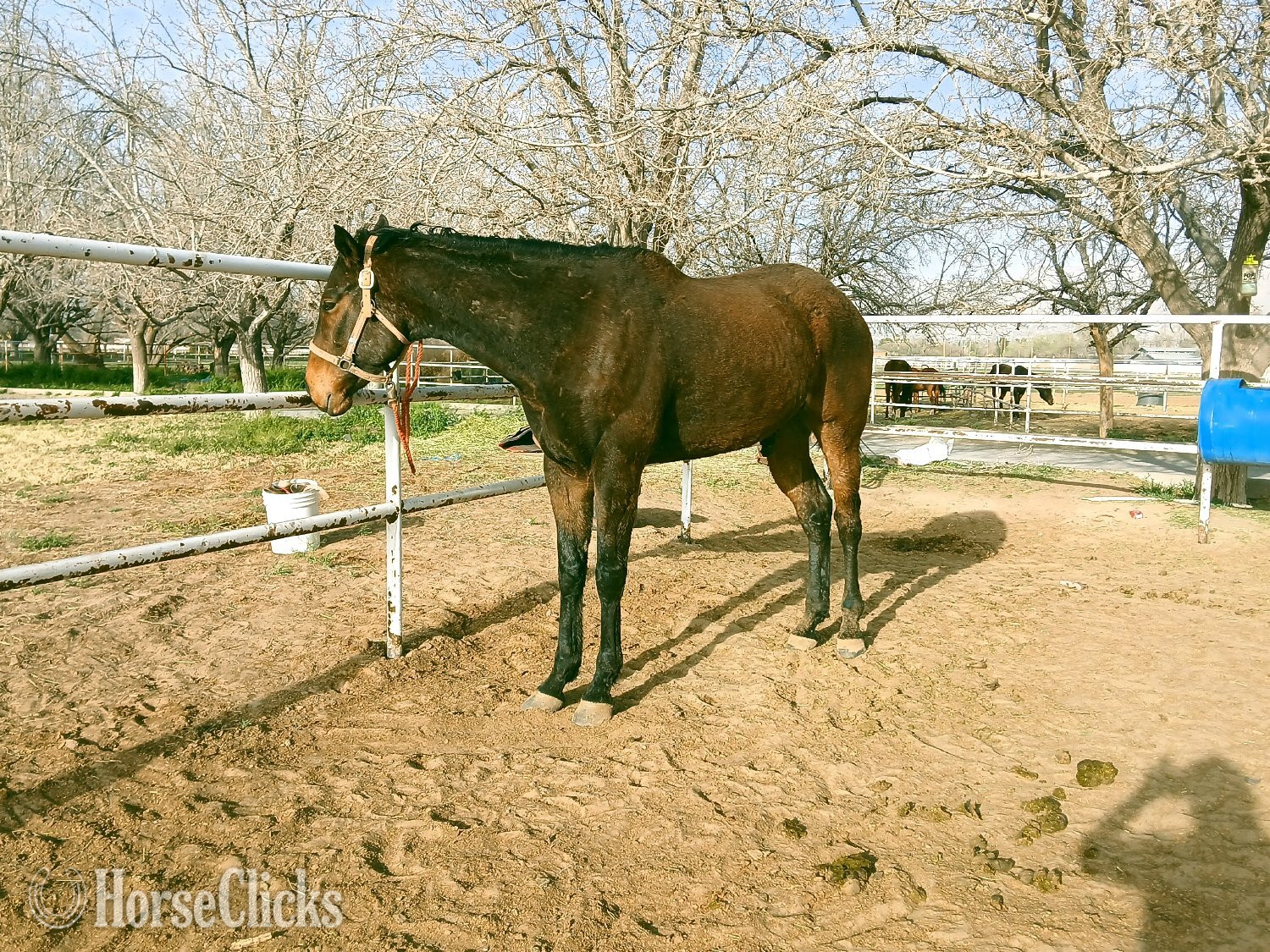 "Awesome Maui guy" Bay Gelding Thoroughbred