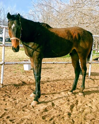 "Awesome Maui guy" Bay Gelding Thoroughbred