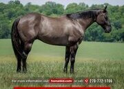 "Laredo " Grullo Gelding Quarter Horse