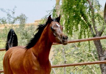 "STRAIGHT EGYPTIAN Mare & Foal " Bay Mare Arabian
