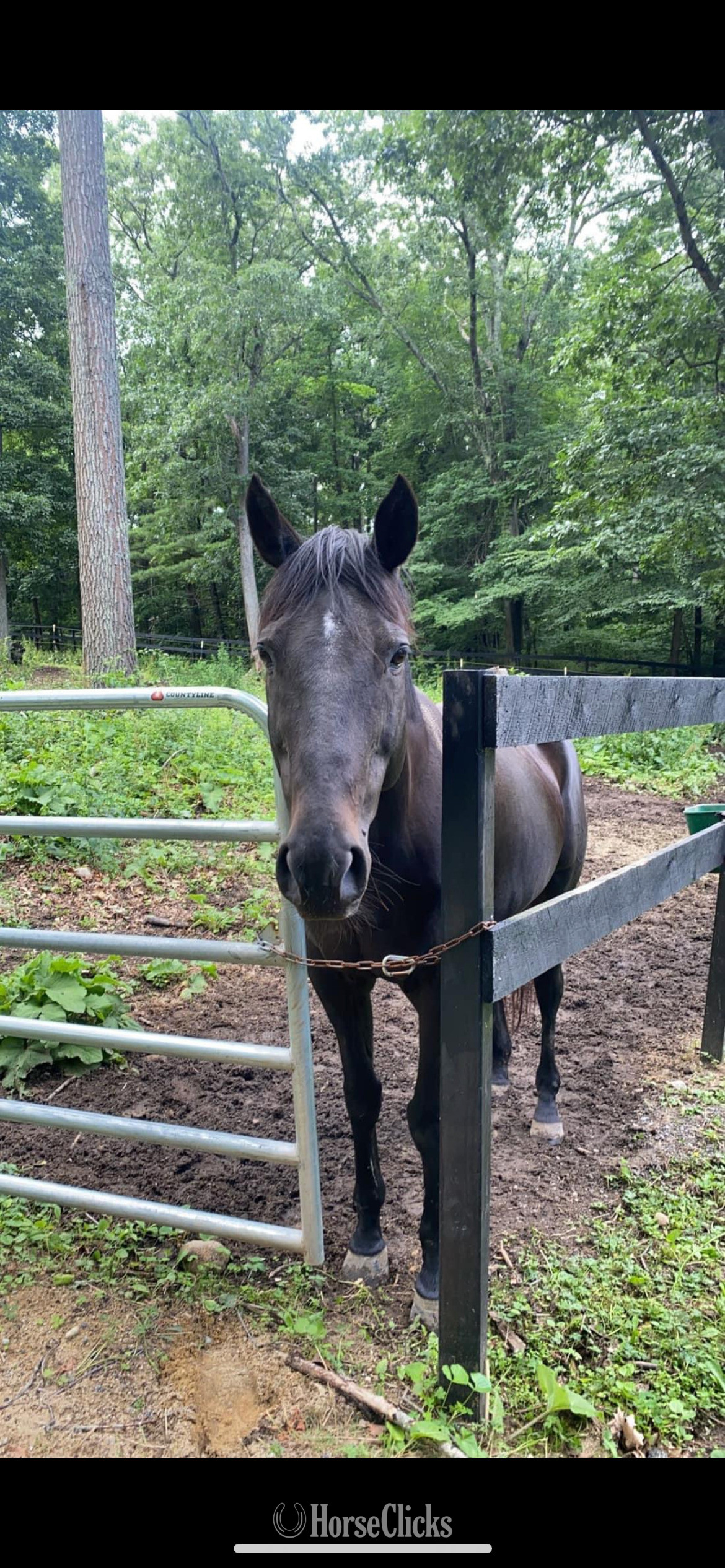 Massachusetts "Rosalie’s Dance "  Mare Thoroughbred
