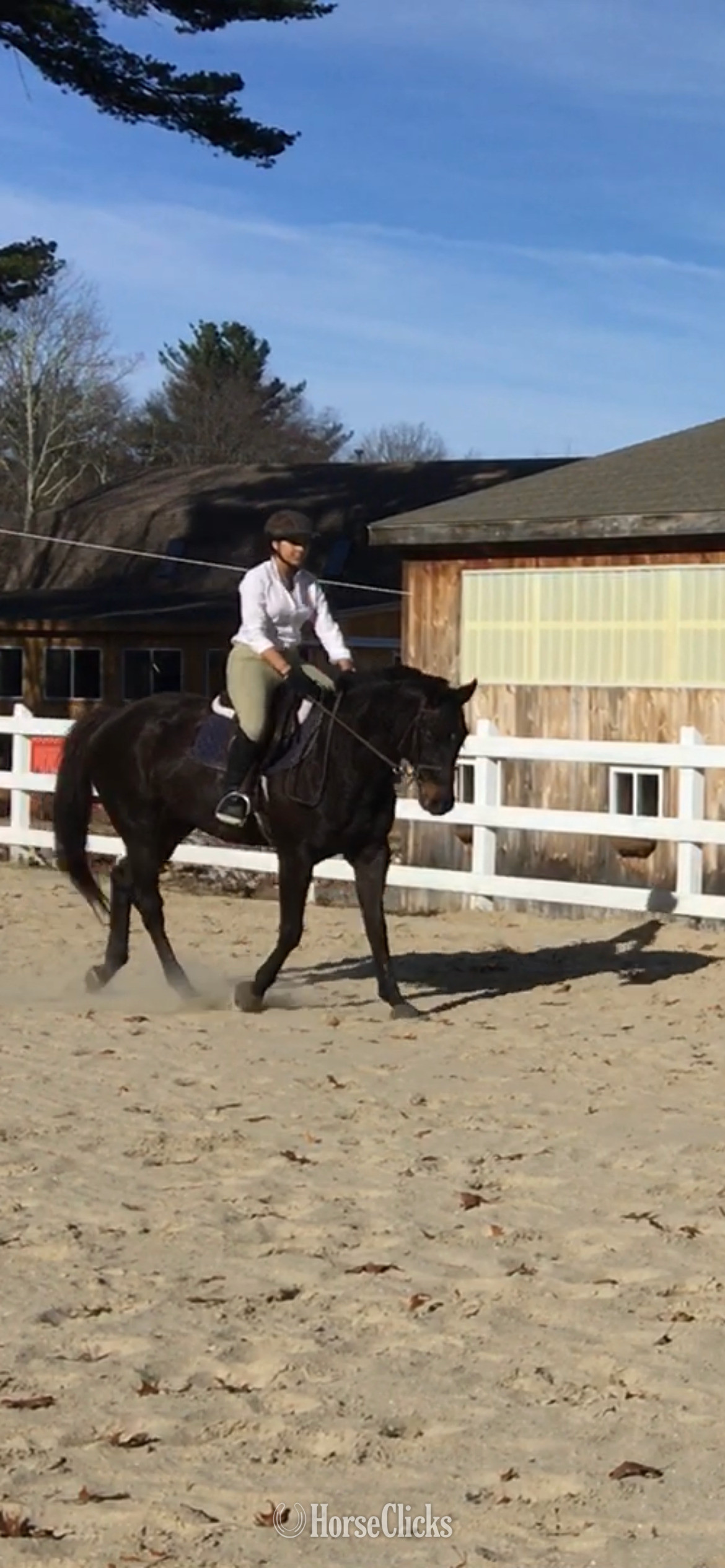 "Rosalie’s Dance "  Mare Thoroughbred - Thoroughbred in Massachusetts