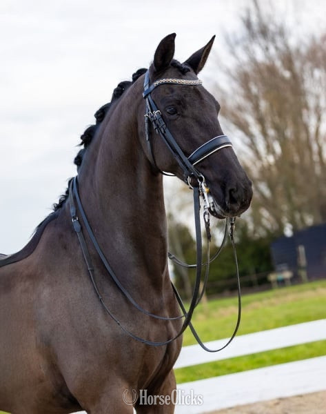 "Kingsley" Black Gelding Warmblood