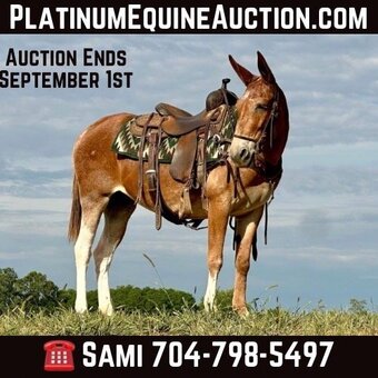 Gentle mules for sale hotsell
