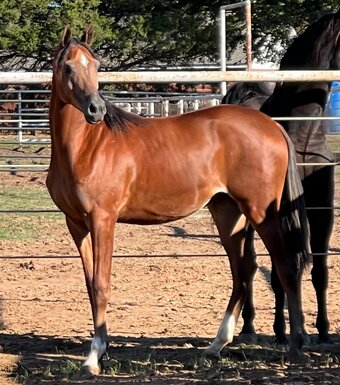 "KA Ex Caliburr" Bay Gelding Arabian