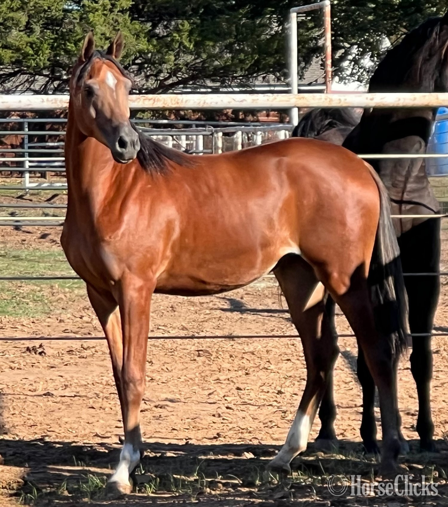 "KA Ex Caliburr" Bay Gelding Arabian in Texas