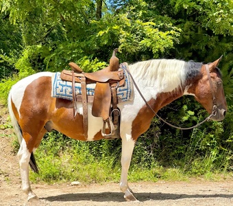 "Trooper" Gelding Paint