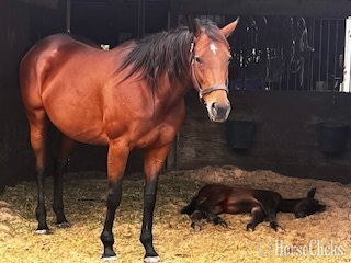 "Dance Proposal" Bay Mare Thoroughbred in Florida