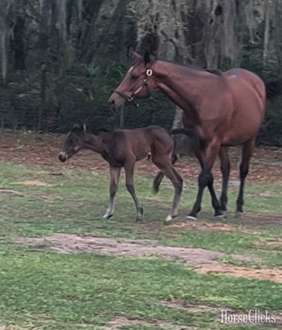 "Dance Proposal" Bay Mare Thoroughbred
