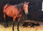 "Dance Proposal" Bay Mare Thoroughbred