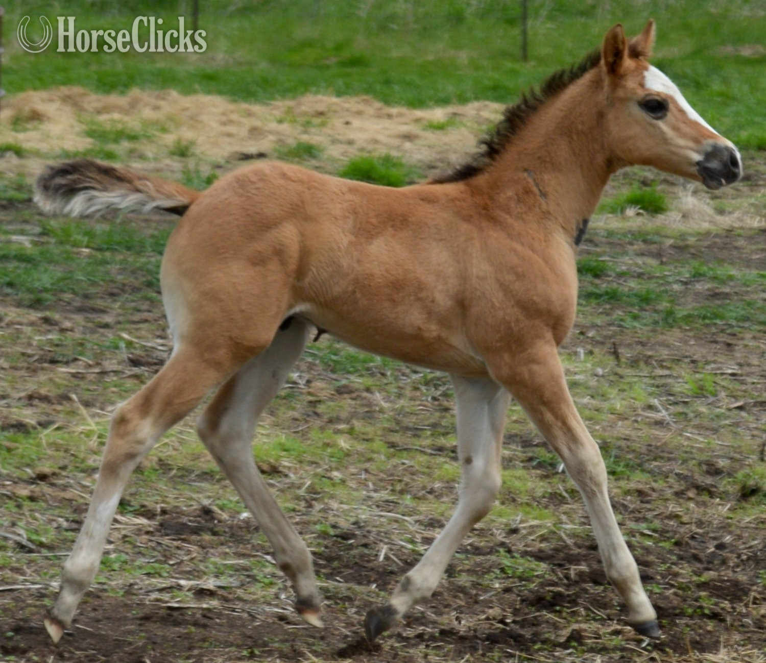 "Skip" Dun Colt Quarter Horse in Missouri