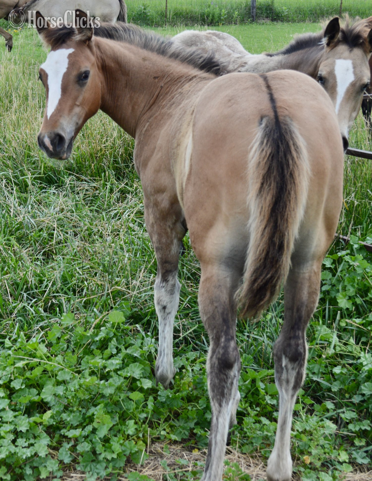 "Skip" Dun Colt Quarter Horse
